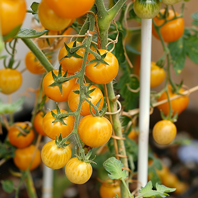 Plants de tomates Gold Nugget sains et vigoureux dans un potager bien entretenu, ideal pour jardinage bio.